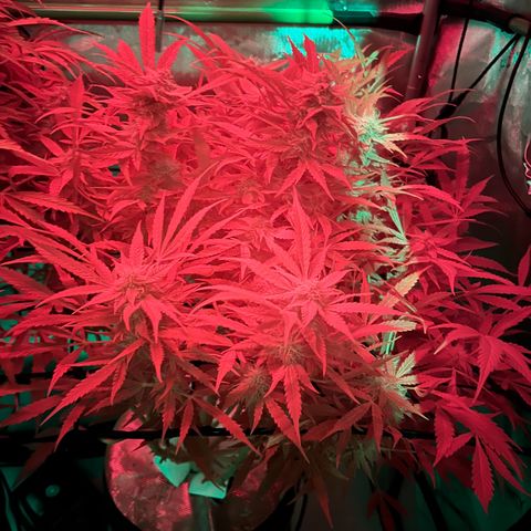 ILGM Blue Dream Auto growlog timeline photo