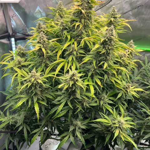 ILGM Blue Dream Auto growlog timeline photo