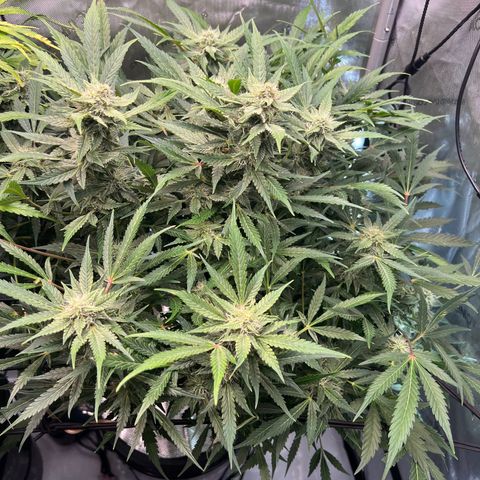 ILGM Blue Dream Auto growlog timeline photo