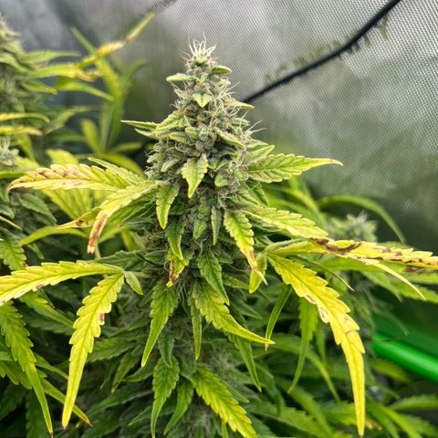 ILGM Blue Dream Auto growlog timeline photo