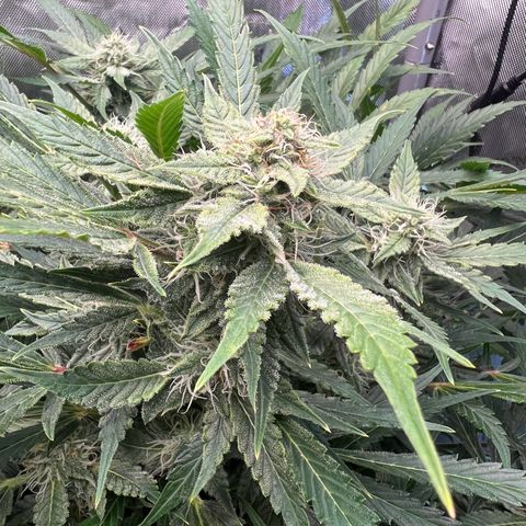 ILGM Blue Dream Auto growlog timeline photo