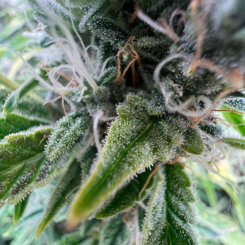 ILGM Blue Dream Auto growlog timeline photo