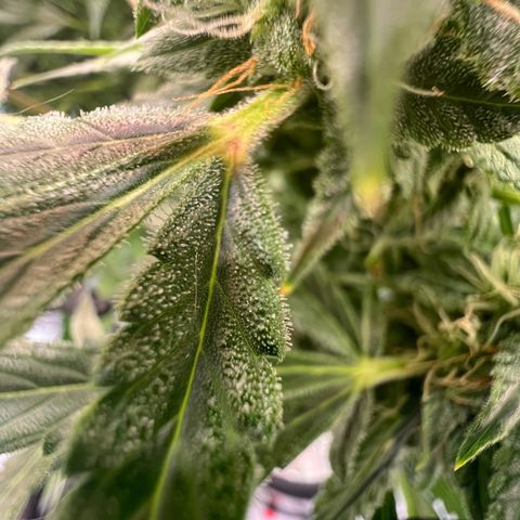 ILGM Blue Dream Auto growlog timeline photo