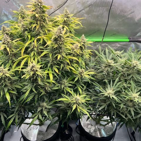 ILGM Blue Dream Auto growlog timeline photo