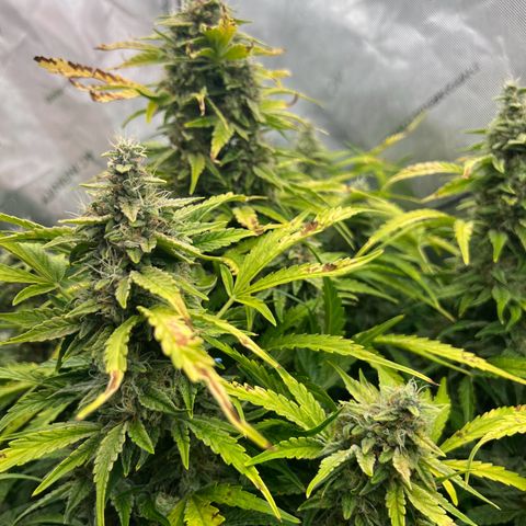 ILGM Blue Dream Auto growlog timeline photo