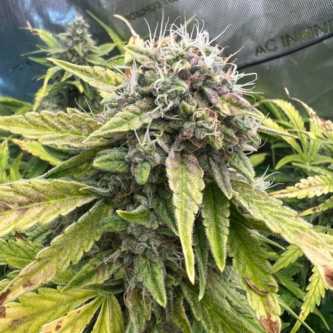 ILGM Blue Dream Auto growlog timeline photo