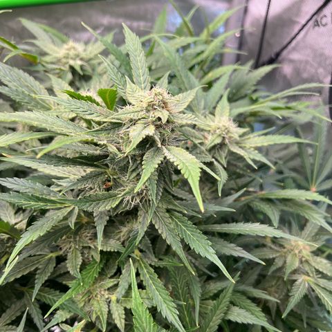 ILGM Blue Dream Auto growlog timeline photo