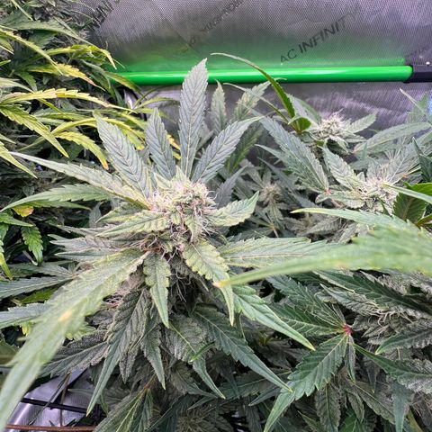 ILGM Blue Dream Auto growlog timeline photo