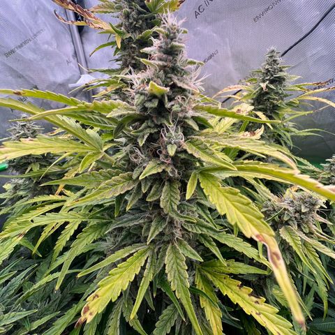 ILGM Blue Dream Auto growlog timeline photo