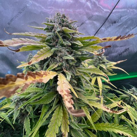 ILGM Blue Dream Auto growlog timeline photo