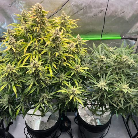 ILGM Blue Dream Auto growlog timeline photo