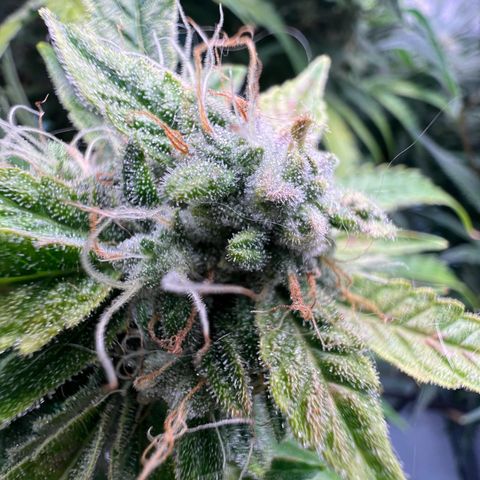 ILGM Blue Dream Auto growlog timeline photo