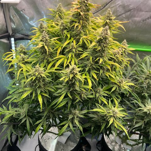 ILGM Blue Dream Auto growlog timeline photo
