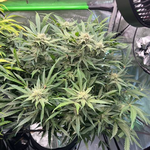 ILGM Blue Dream Auto growlog timeline photo