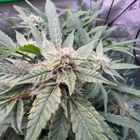 ILGM Blue Dream Auto growlog timeline photo