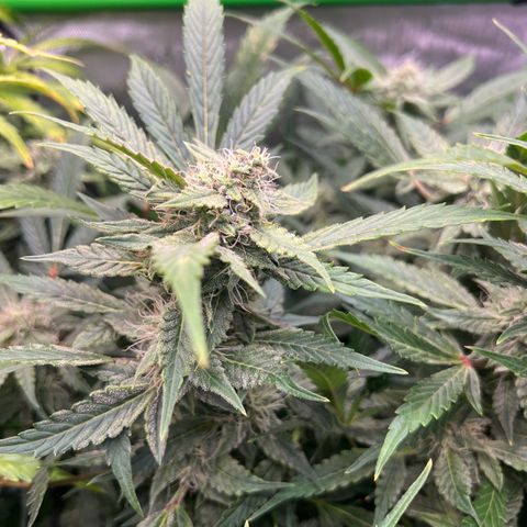 ILGM Blue Dream Auto growlog timeline photo