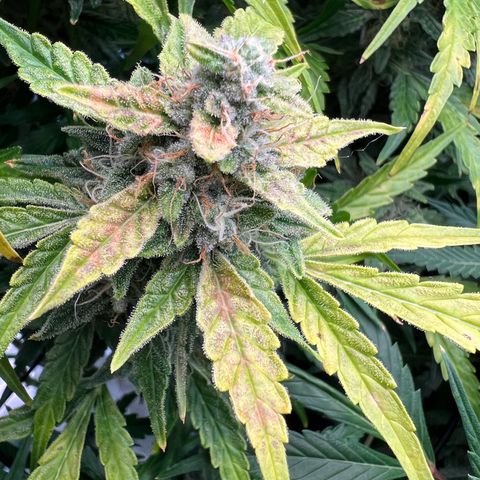 ILGM Blue Dream Auto growlog timeline photo