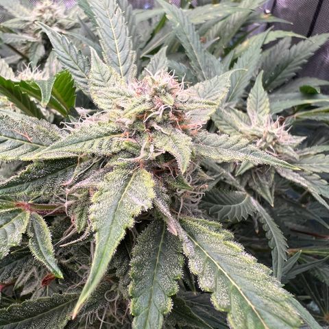 ILGM Blue Dream Auto growlog timeline photo