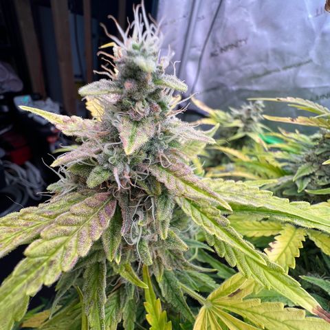 ILGM Blue Dream Auto growlog timeline photo