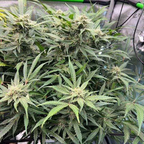 ILGM Blue Dream Auto growlog timeline photo