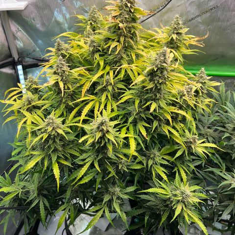 ILGM Blue Dream Auto growlog timeline photo
