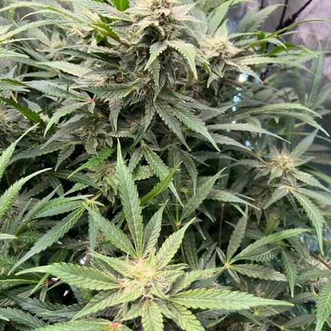ILGM Blue Dream Auto growlog timeline photo