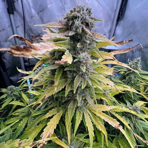 ILGM Blue Dream Auto growlog timeline photo