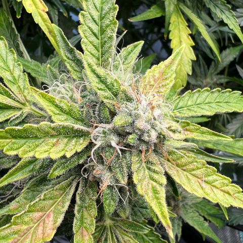 ILGM Blue Dream Auto growlog timeline photo