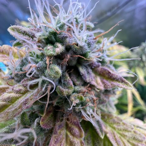 ILGM Blue Dream Auto growlog timeline photo