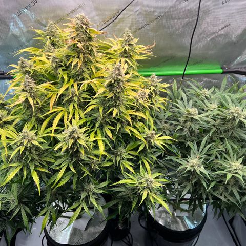 ILGM Blue Dream Auto growlog timeline photo