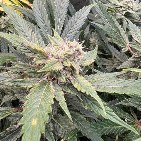 ILGM Blue Dream Auto growlog timeline photo