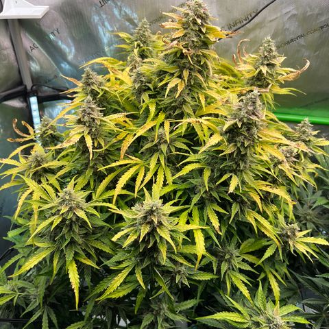 ILGM Blue Dream Auto growlog timeline photo