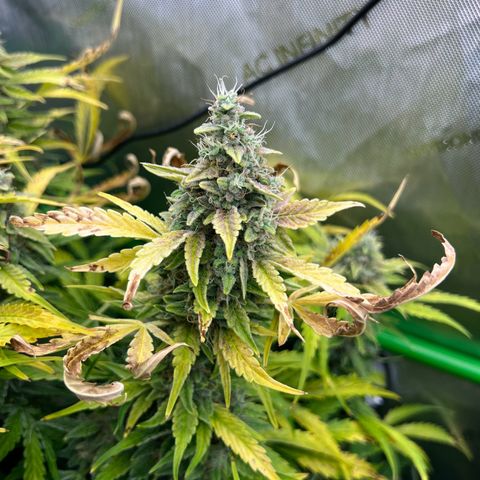 ILGM Blue Dream Auto growlog timeline photo