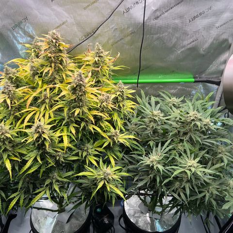 ILGM Blue Dream Auto growlog timeline photo