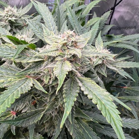 ILGM Blue Dream Auto growlog timeline photo