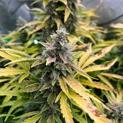 ILGM Blue Dream Auto growlog timeline photo