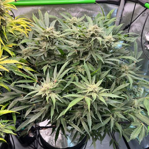 ILGM Blue Dream Auto growlog timeline photo