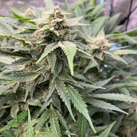 ILGM Blue Dream Auto growlog timeline photo