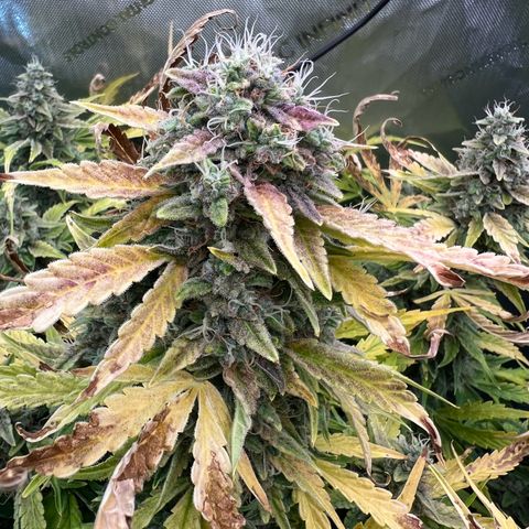 ILGM Blue Dream Auto growlog timeline photo