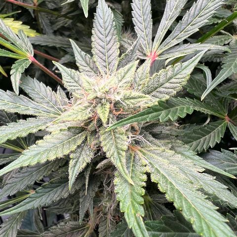ILGM Blue Dream Auto growlog timeline photo