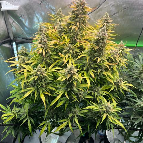 ILGM Blue Dream Auto growlog timeline photo