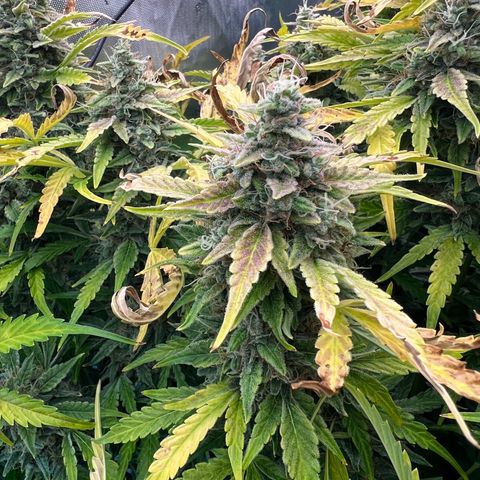 ILGM Blue Dream Auto growlog timeline photo