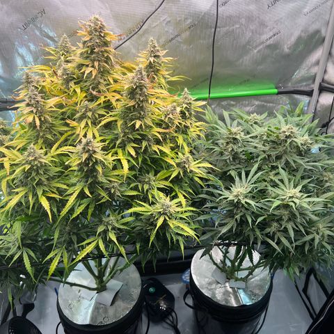 ILGM Blue Dream Auto growlog timeline photo