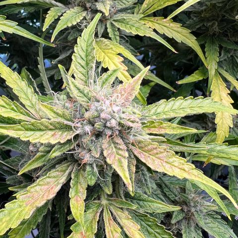 ILGM Blue Dream Auto growlog timeline photo