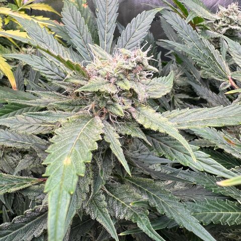 ILGM Blue Dream Auto growlog timeline photo