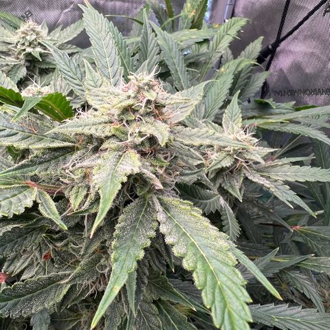 ILGM Blue Dream Auto growlog timeline photo