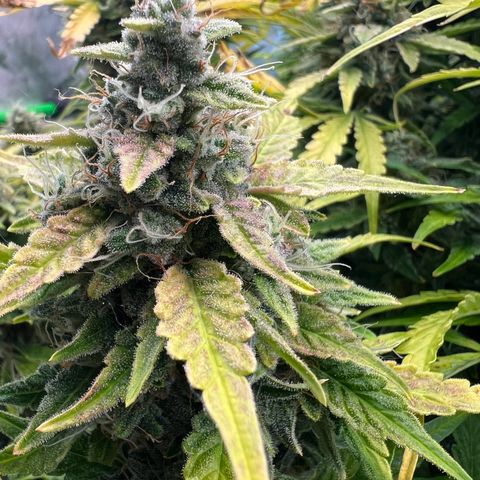ILGM Blue Dream Auto growlog timeline photo