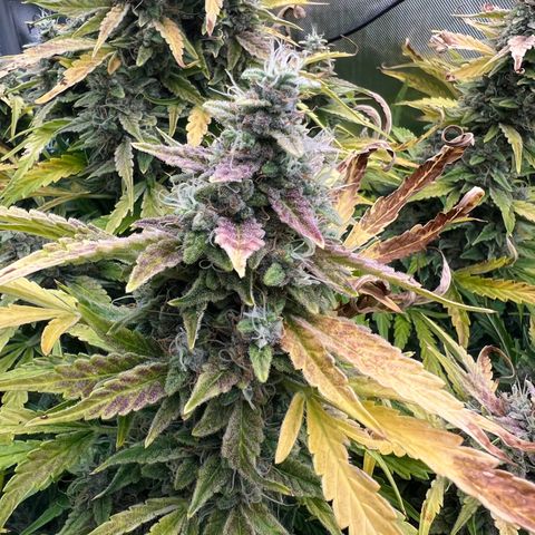 ILGM Blue Dream Auto growlog timeline photo