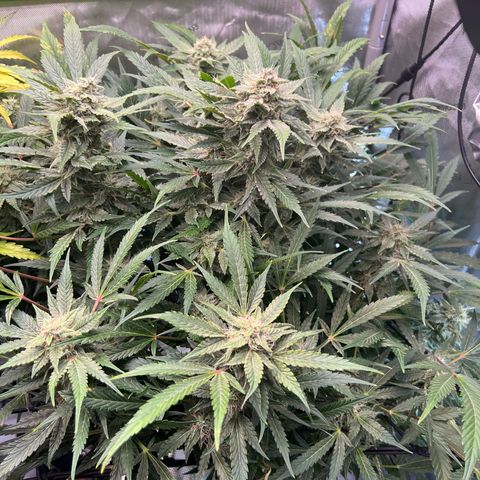 ILGM Blue Dream Auto growlog timeline photo