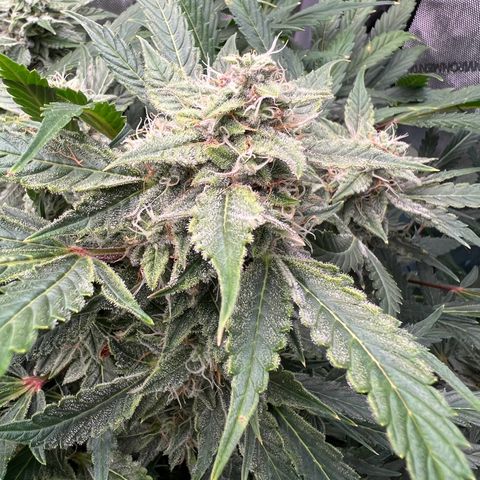 ILGM Blue Dream Auto growlog timeline photo